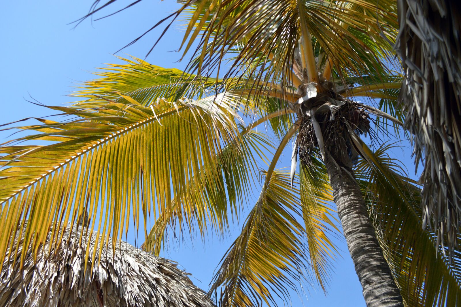 Nikon D3200 sample photo. Palma, sky, palms photography