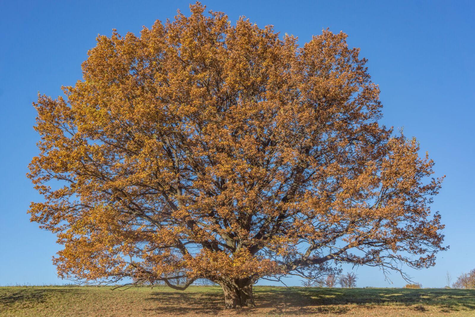 Sony Alpha NEX-7 sample photo. Tree, oak, outdoor photography