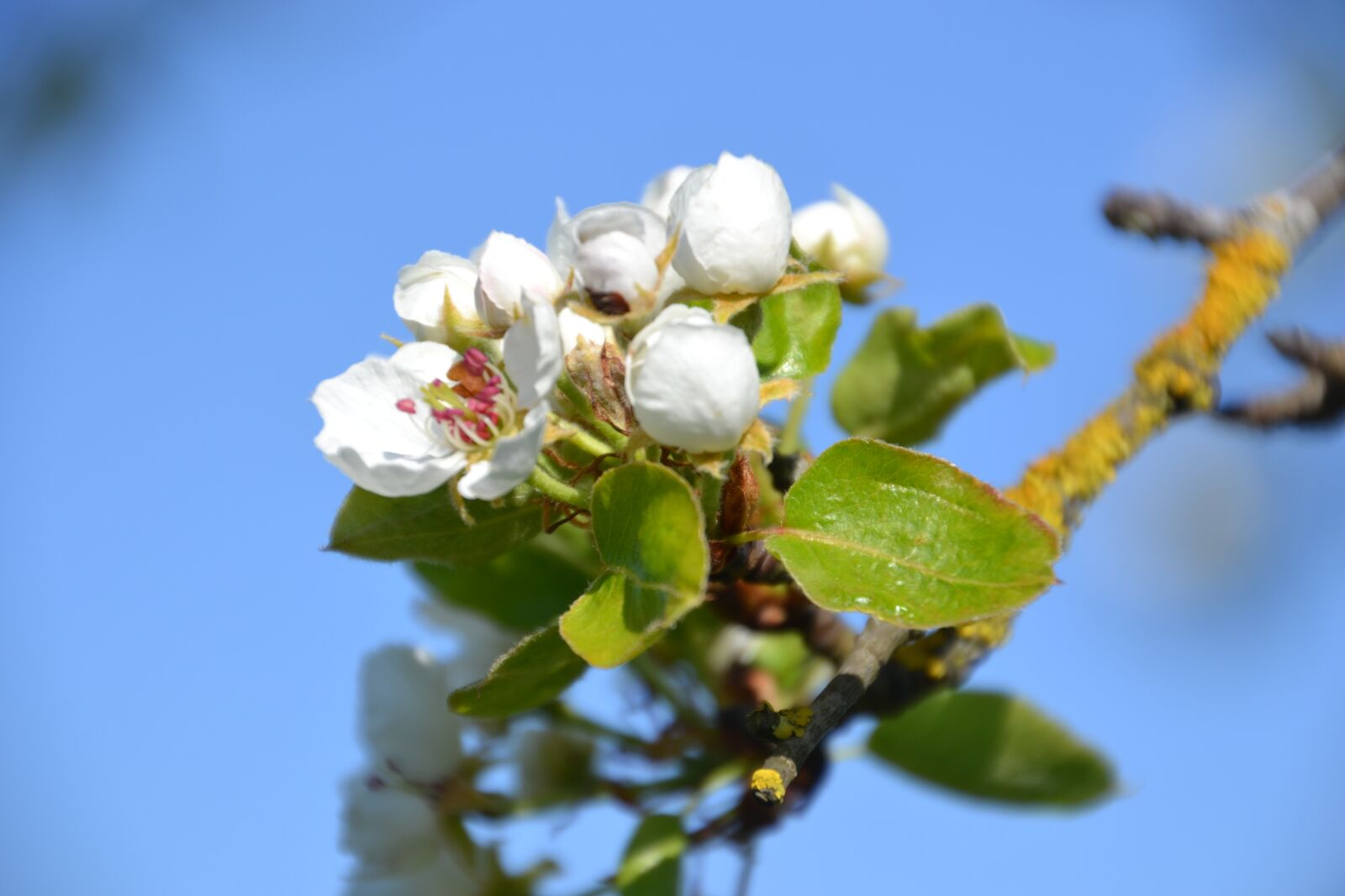 Nikon D3100 sample photo. Tree, flowers, spring photography