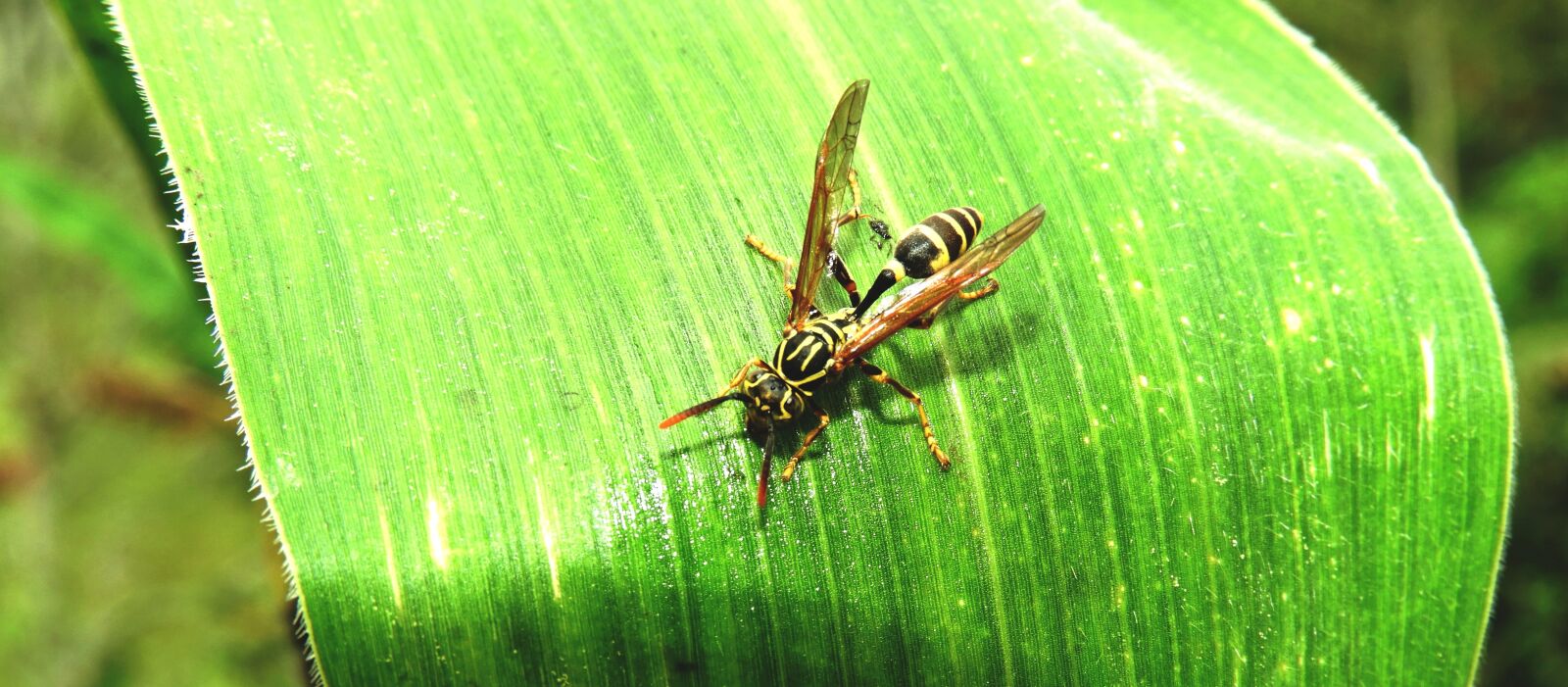 Nikon Coolpix B700 sample photo. Macro, insect, wasp photography