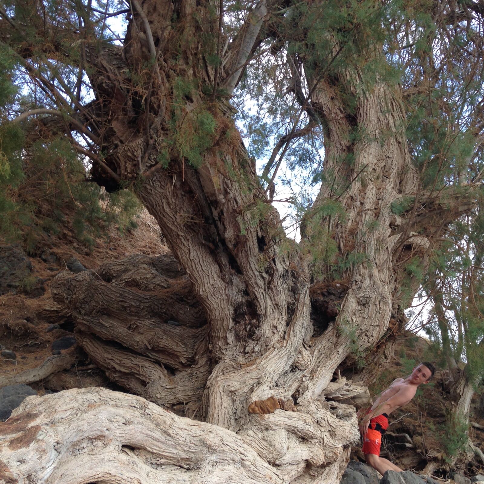iPhone 5c back camera 4.12mm f/2.4 sample photo. Strange, tree photography
