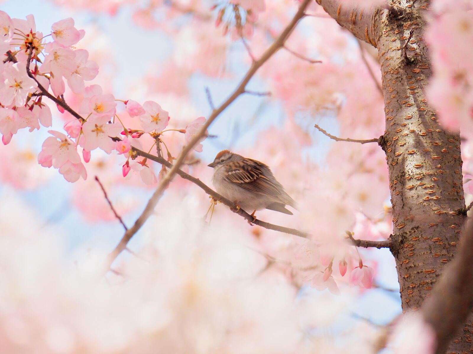 Olympus OM-D E-M1 sample photo
