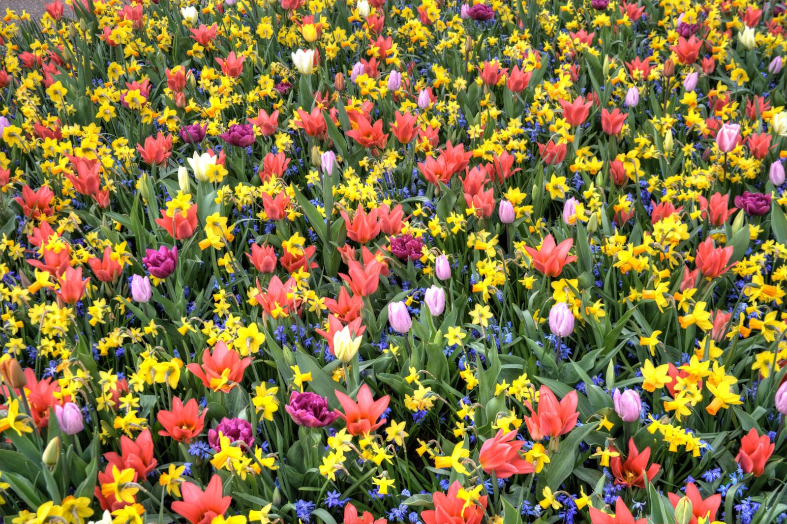 Canon EOS 1000D (EOS Digital Rebel XS / EOS Kiss F) sample photo. Tulips, bed, flowers photography