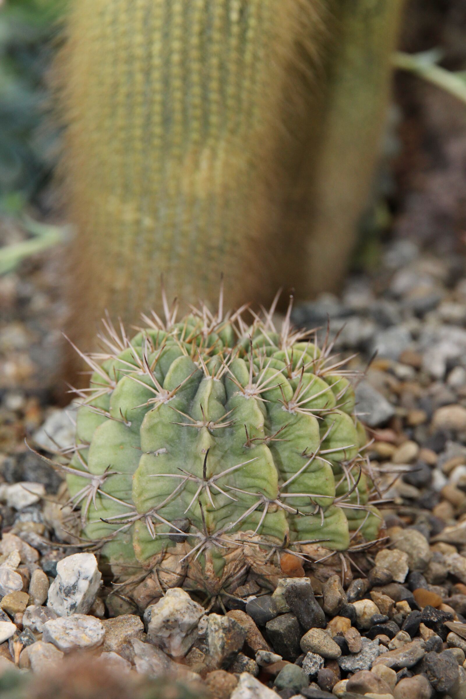 Canon EOS 650D (EOS Rebel T4i / EOS Kiss X6i) sample photo. Cactus, thorn, scratchy photography