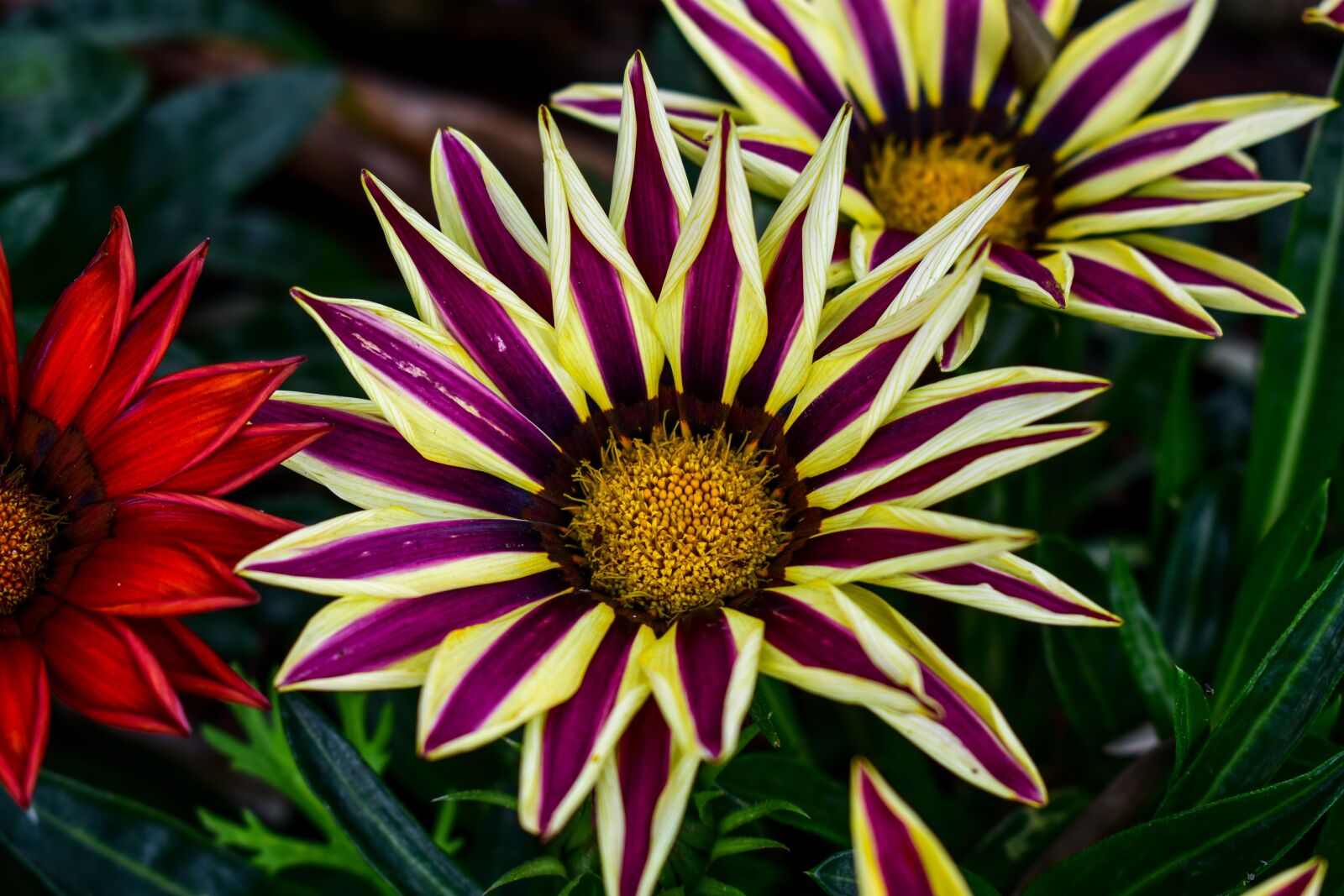 Nikon D3400 sample photo. Flower, nature, plant photography