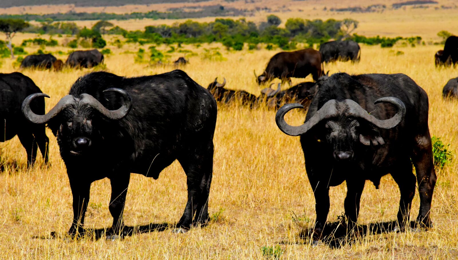 Nikon D5500 sample photo. Wildlife, africa, tanzania photography