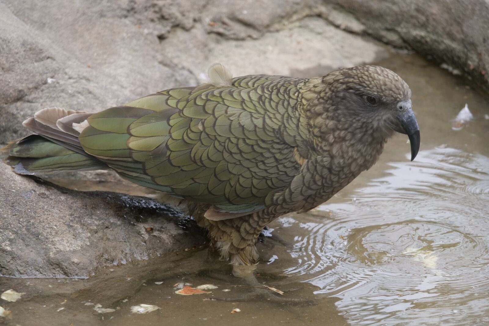 Panasonic Lumix DC-G9 sample photo. Mountain parrot, kea, intelligent photography