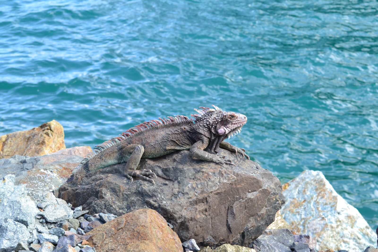Nikon D3100 sample photo. Animals, exotic, iguana photography