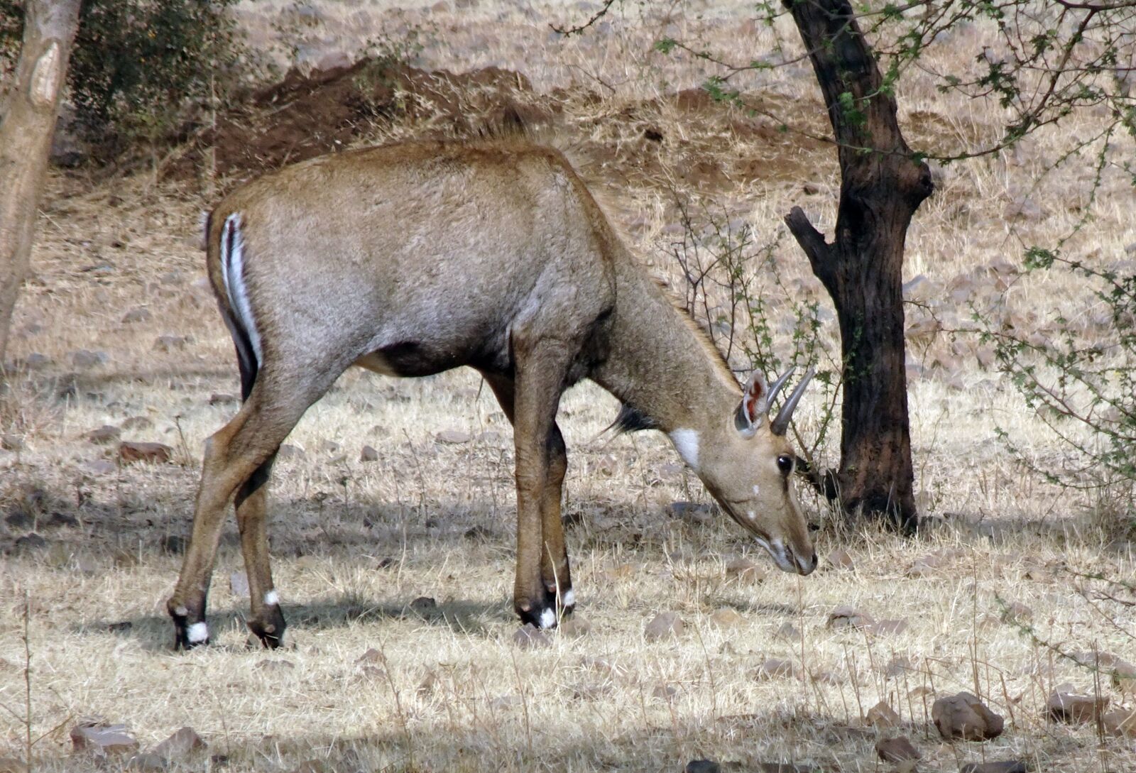 Sony Cyber-shot DSC-HX90V sample photo. Nilgai, antelope, animal photography