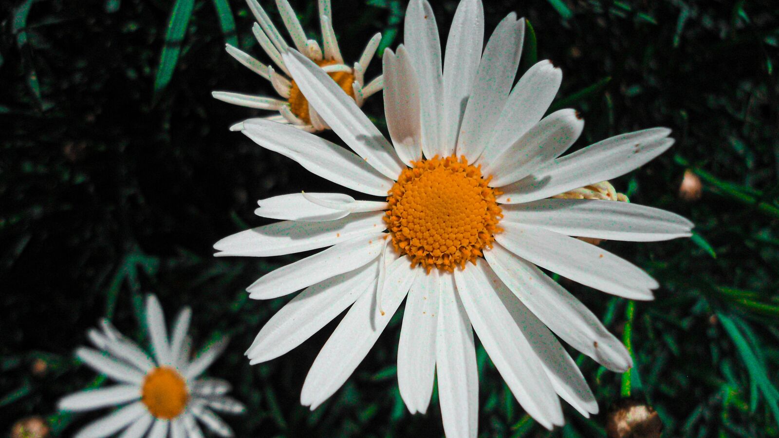Sony Cyber-shot DSC-W510 sample photo. Daisies, white daisies, bloom photography