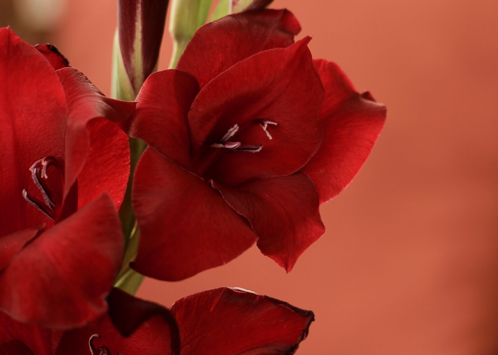 Canon EOS 550D (EOS Rebel T2i / EOS Kiss X4) sample photo. Gladiolus, red, bloom photography