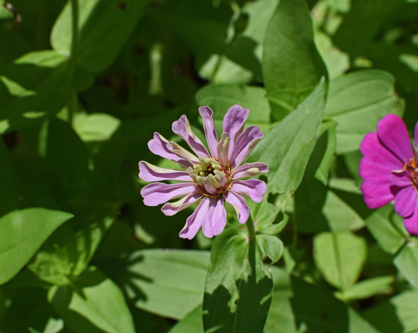 Nikon D3300 sample photo. Mauve-pink zinnia opening, flower photography