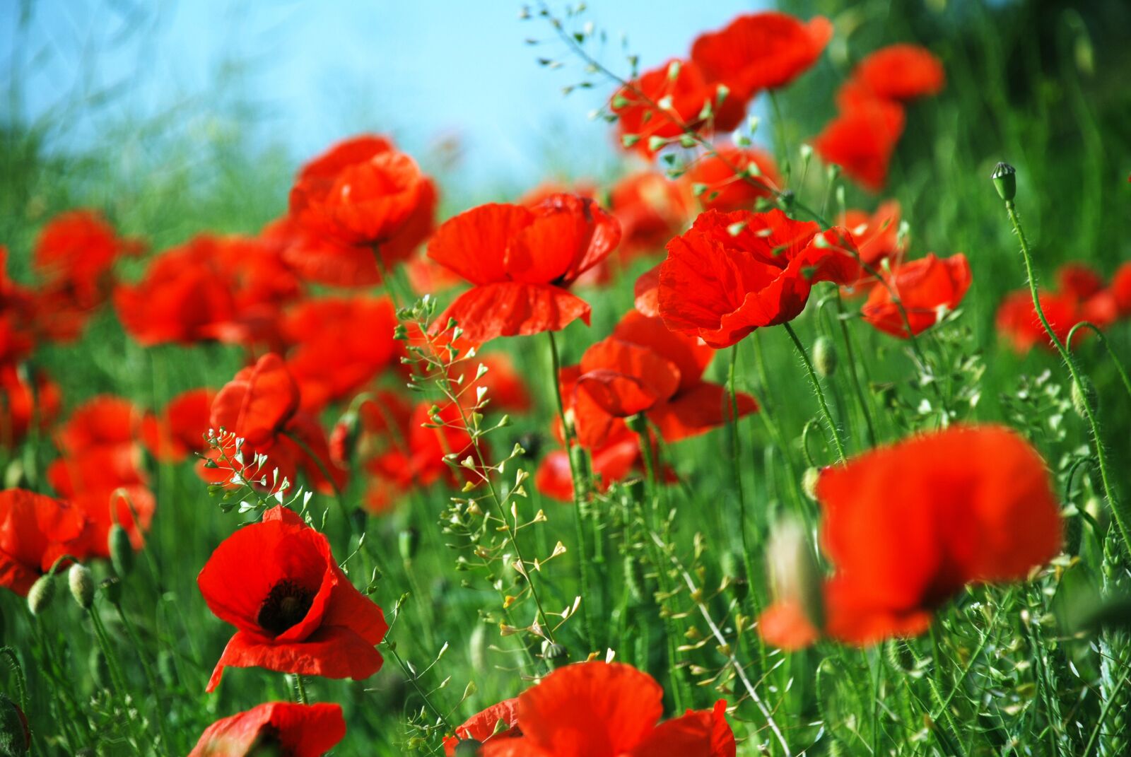 Nikon D80 sample photo. Poppies, meadow, june photography