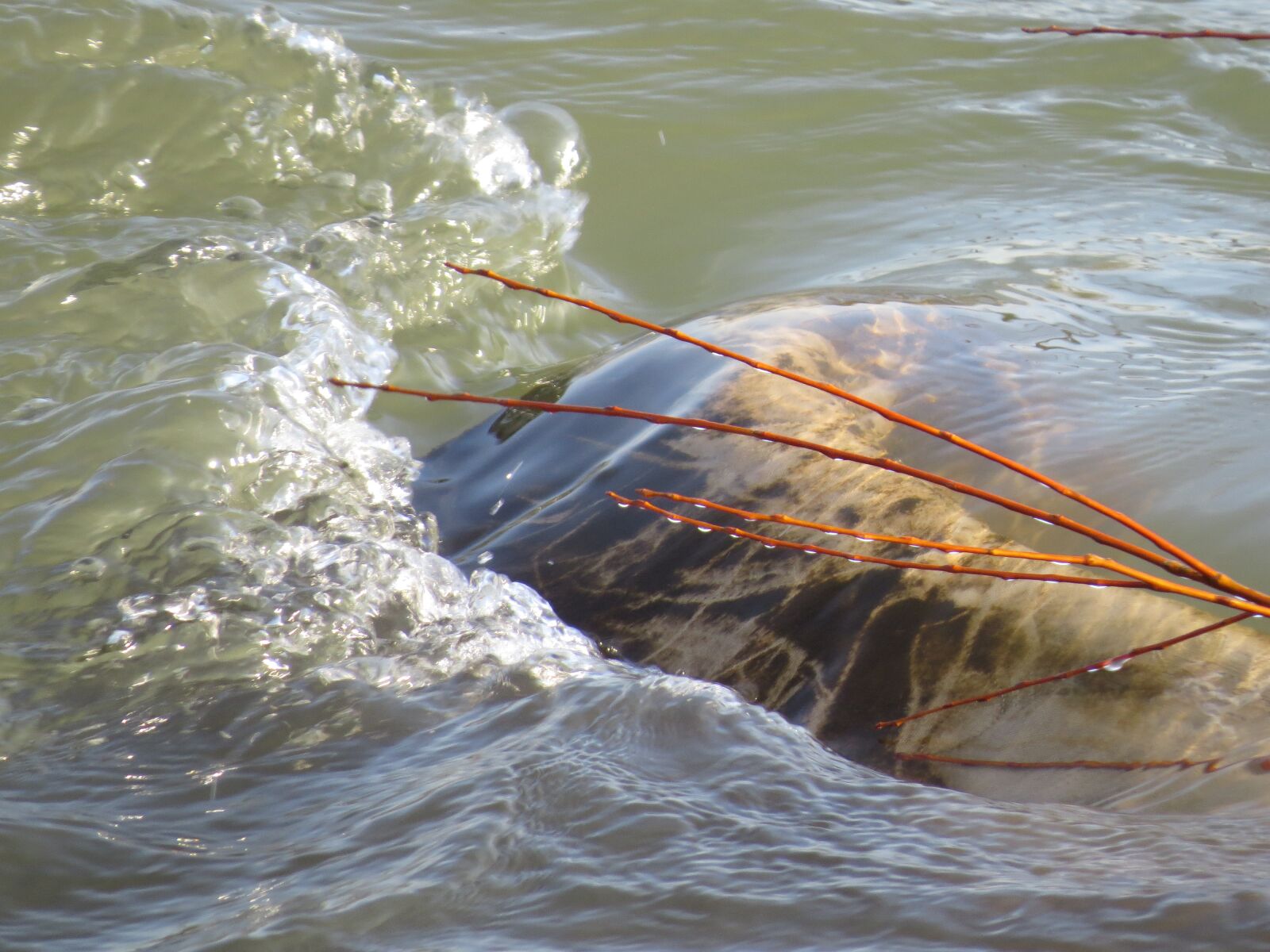 Canon PowerShot SX50 HS sample photo. River, water, waters photography