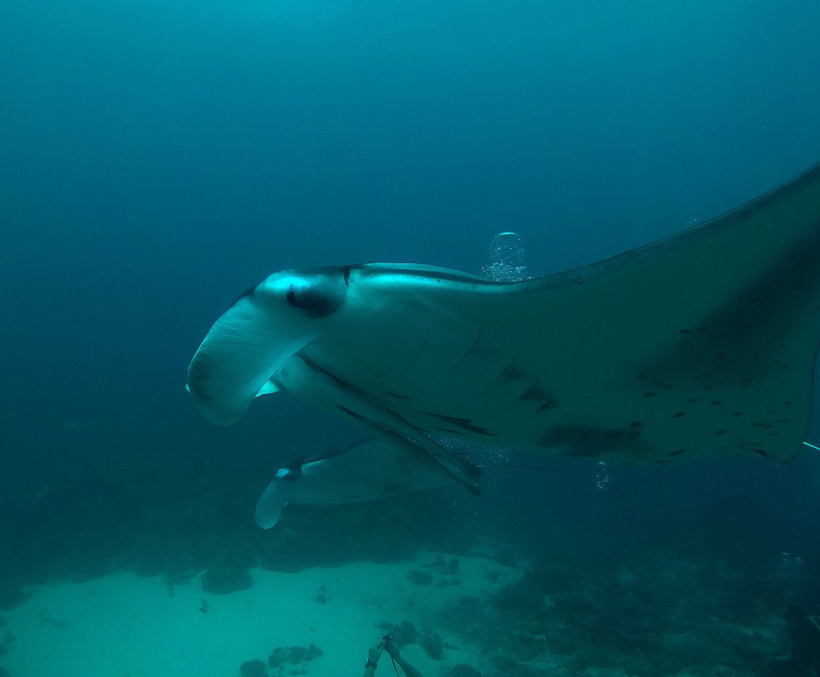 GoPro Hero5 Black sample photo. Maldives, manta rays, diving photography