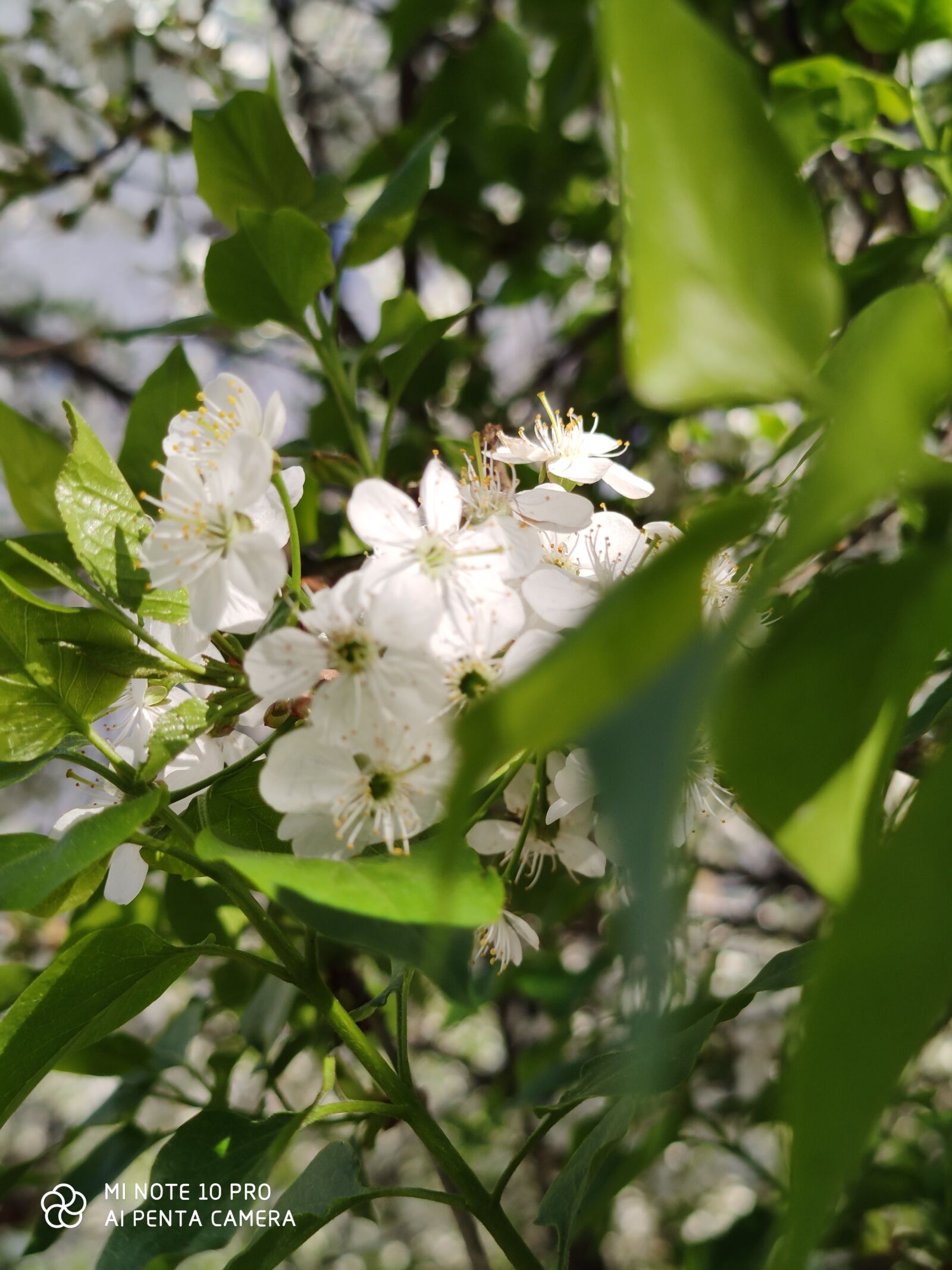 Xiaomi Mi Note 10 Pro sample photo. весна, природа, дерево photography