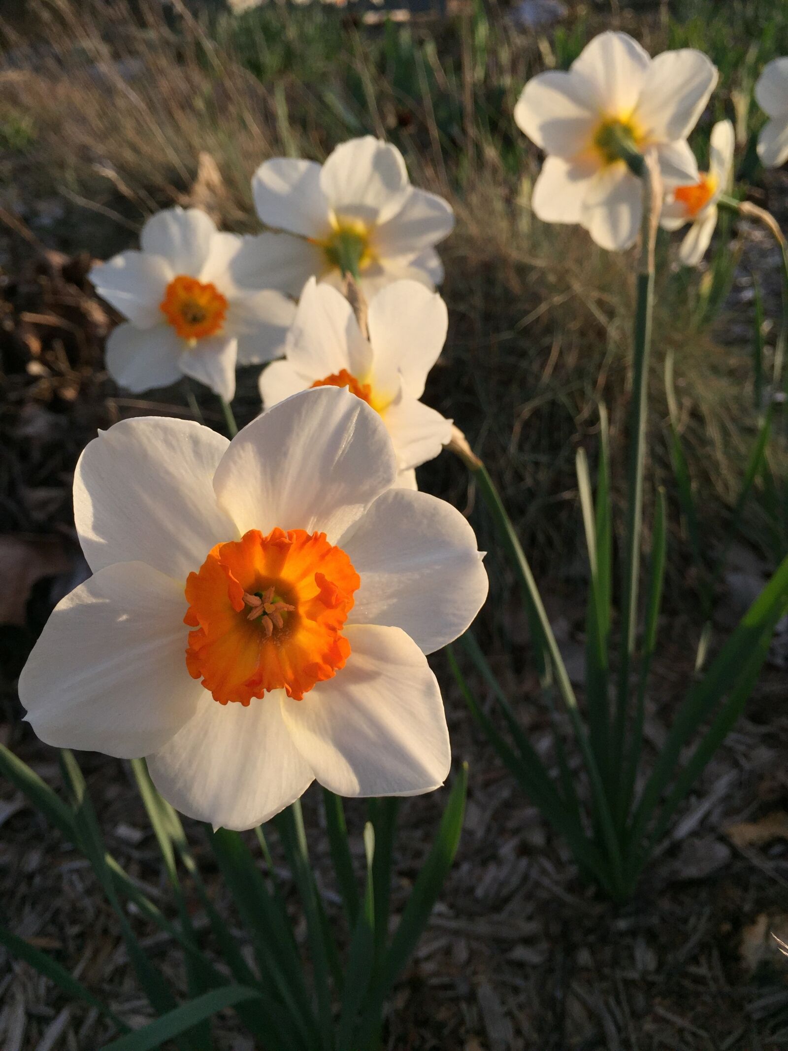 Apple iPhone 6 sample photo. Daffodil, flower, spring photography