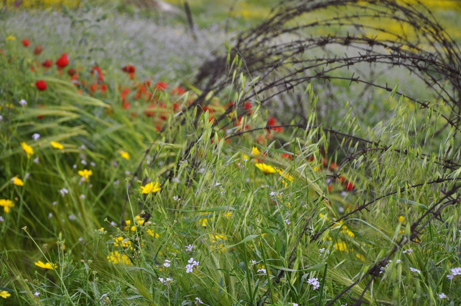 Nikon D5000 sample photo. Israel, golan heights, poppies photography