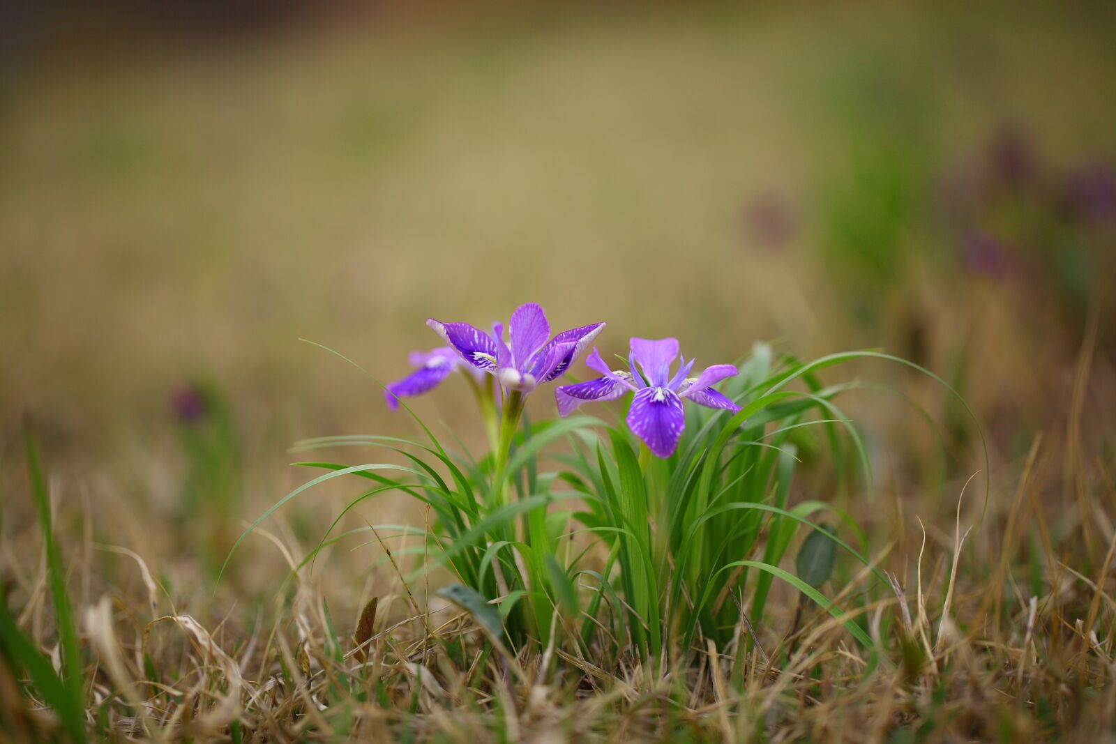 Canon EOS 5D Mark II sample photo. Nature, plants, flowers photography