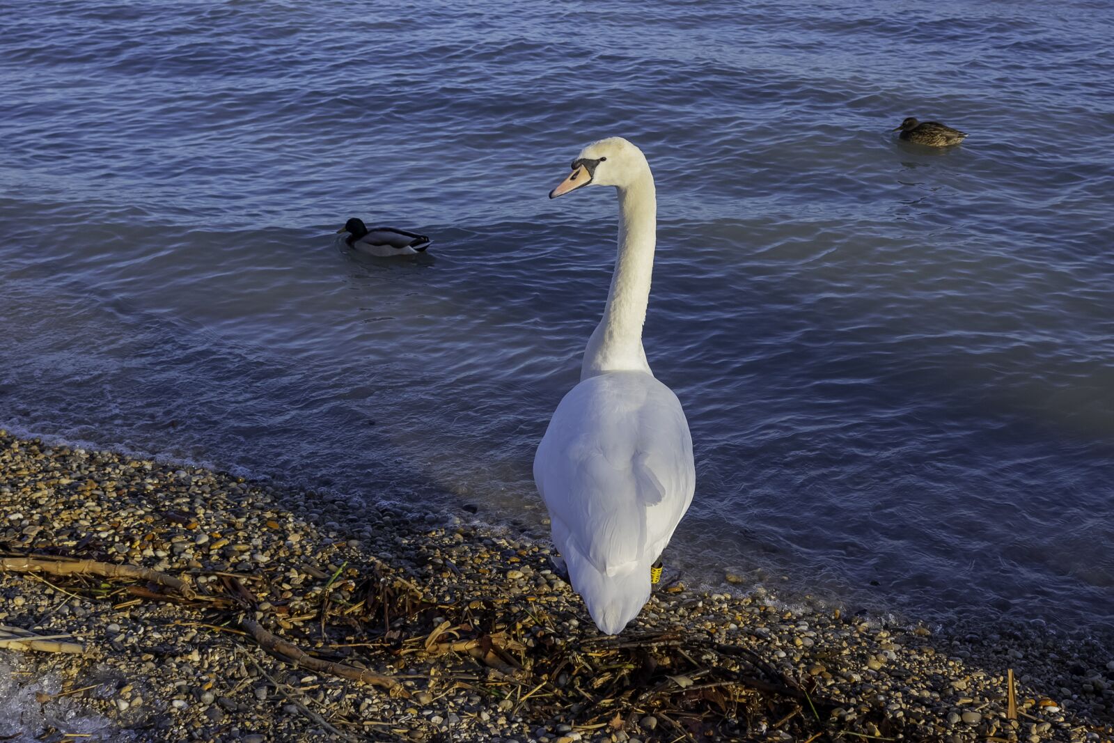 Canon EOS 1300D (EOS Rebel T6 / EOS Kiss X80) sample photo. Swan, cam, water bird photography