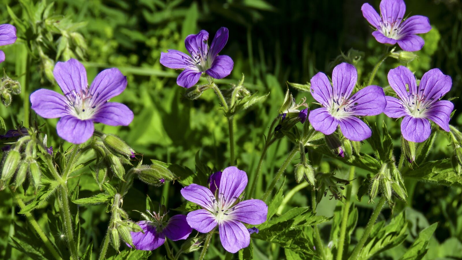 Canon PowerShot SX60 HS sample photo. Flowers, geranium meadow, bloom photography