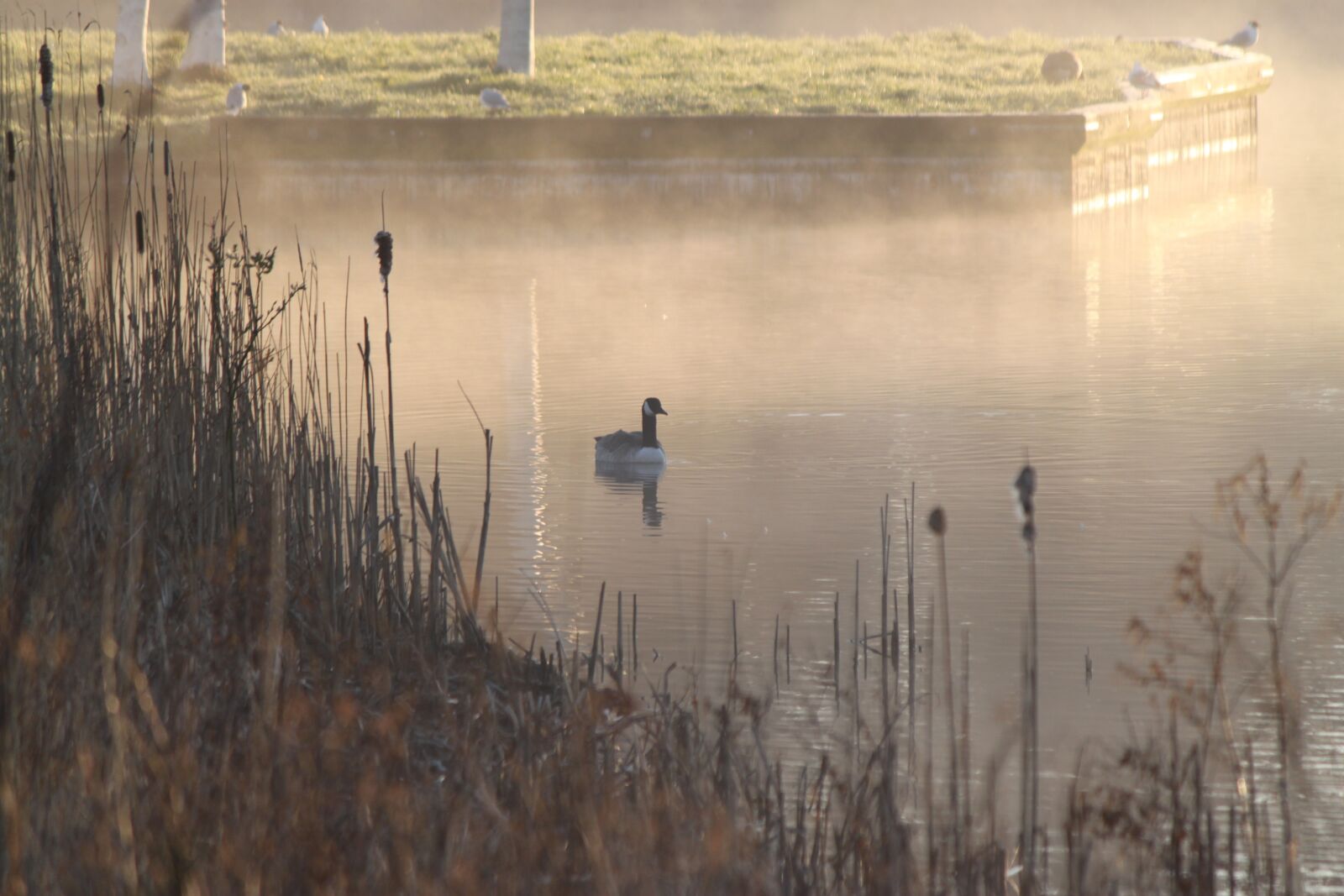Canon EOS 500D (EOS Rebel T1i / EOS Kiss X3) sample photo. Mist, bird, water photography