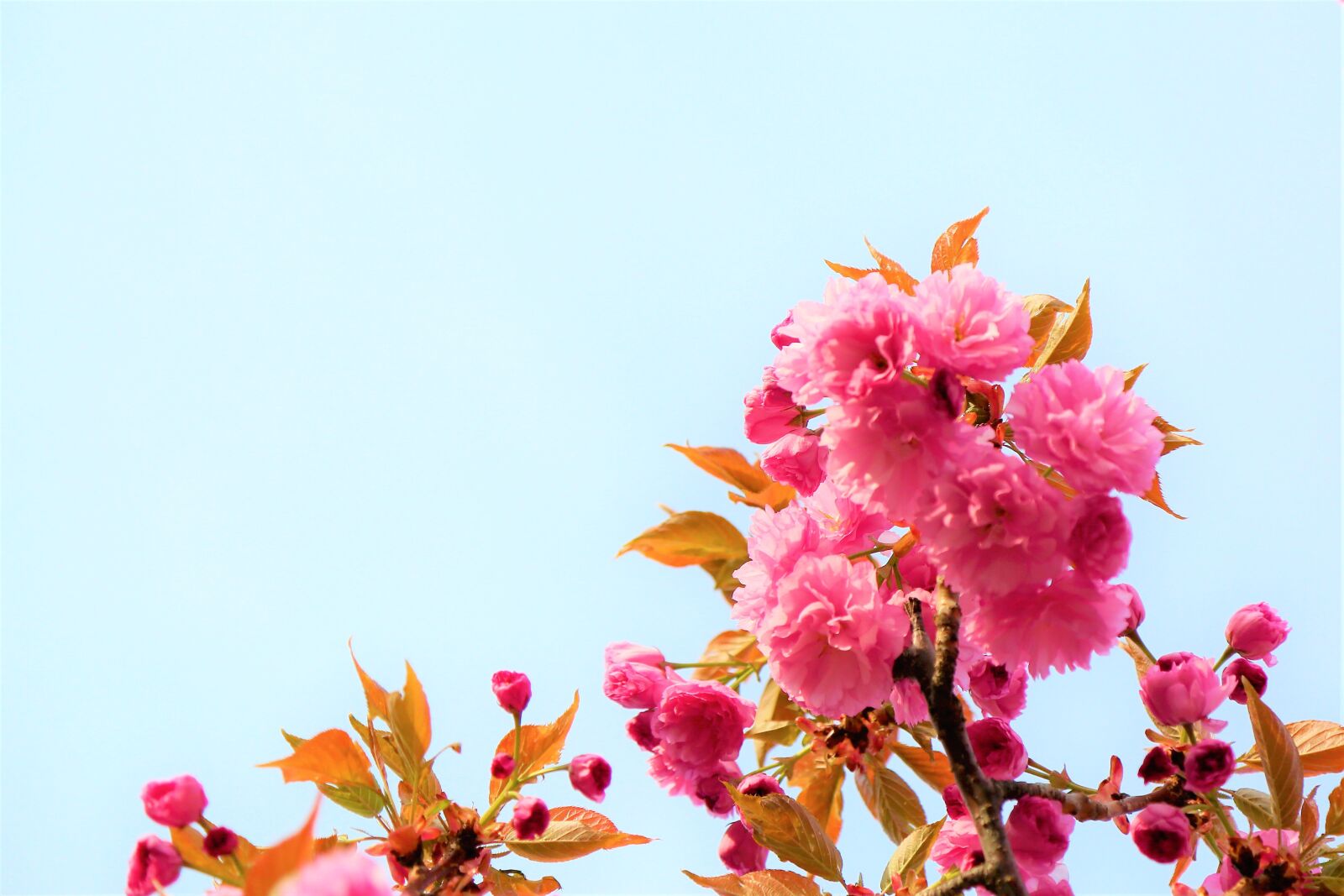 Canon EF 24-105mm F4L IS USM sample photo. Flowers, spring, tree photography