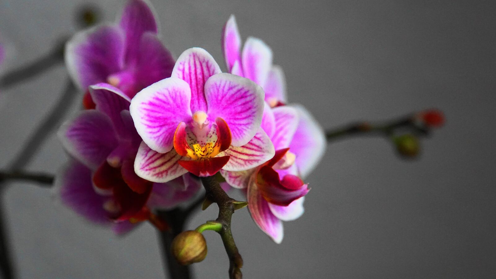 Sony a6000 sample photo. Orchid, flowers, bud photography