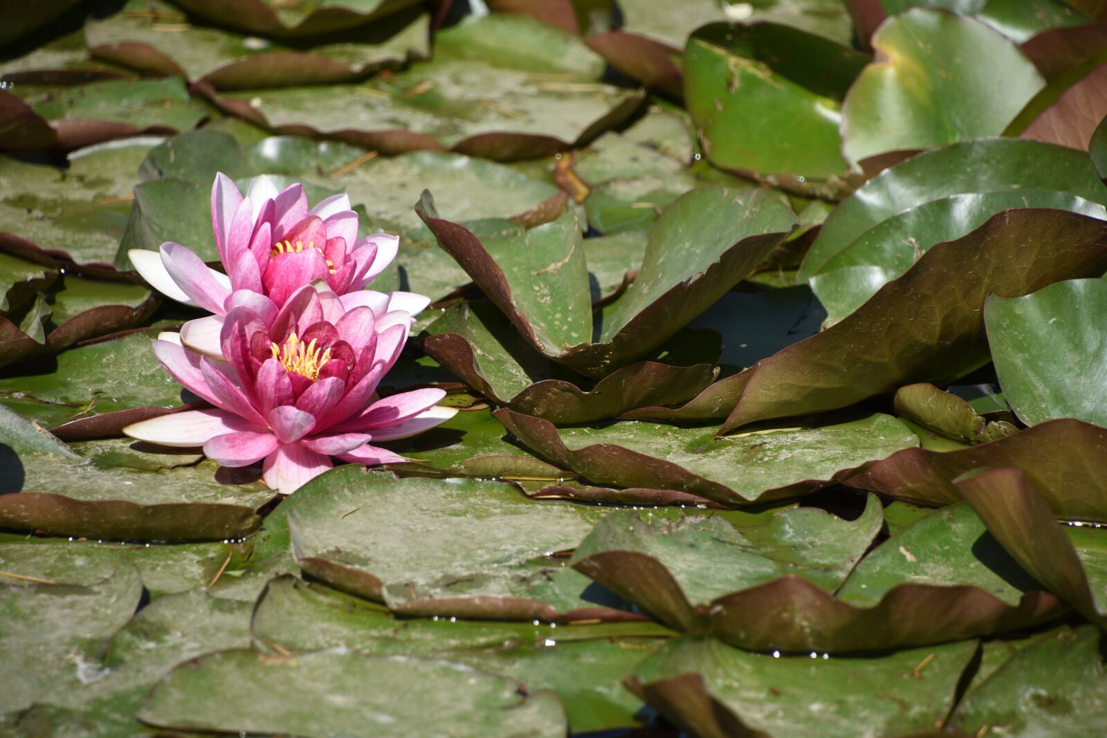 Nikon D7200 sample photo. Yuyuantan park, lotus, the photography
