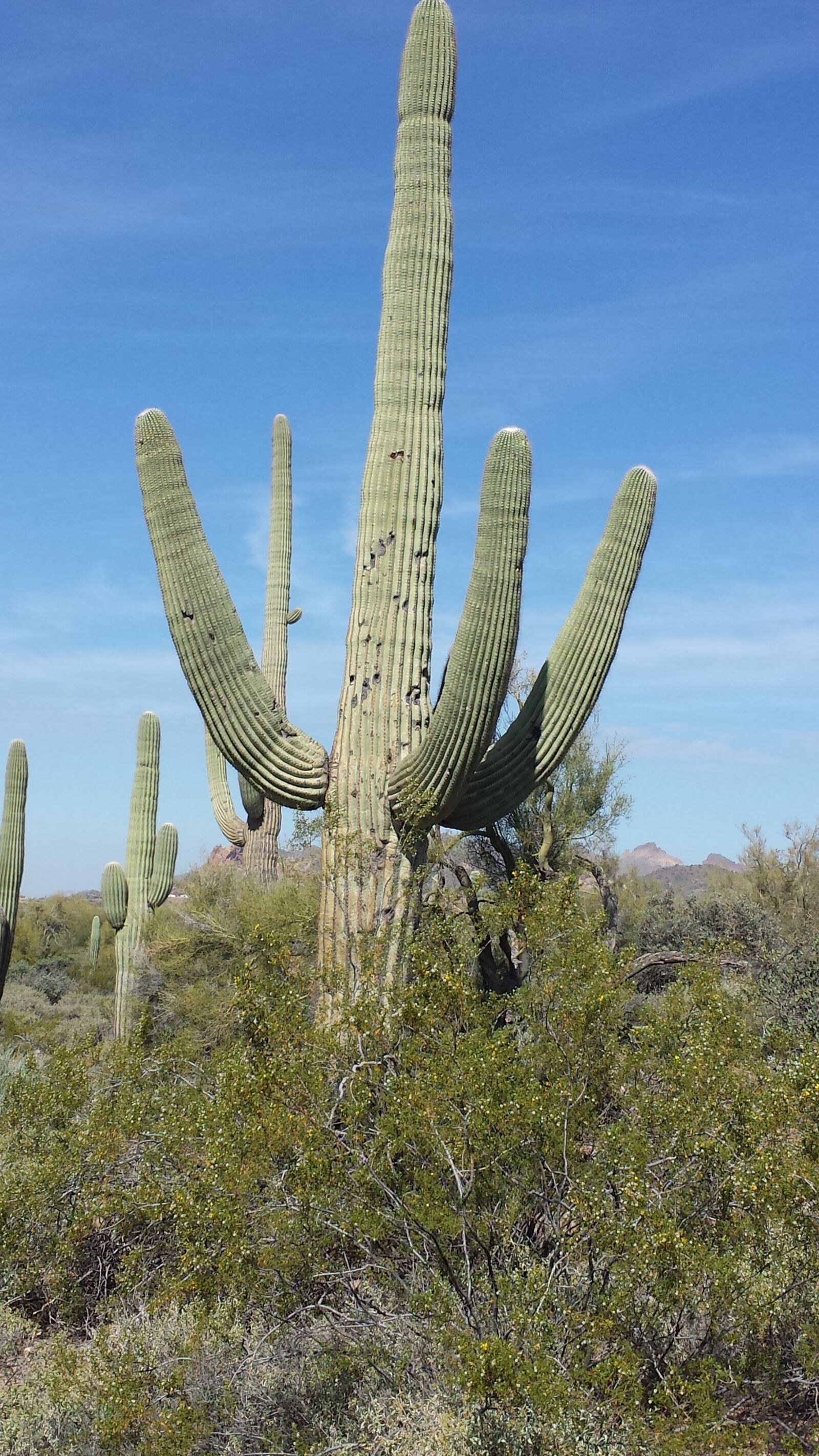 Samsung Galaxy S4 sample photo. Arizona, saguaro, cactus photography