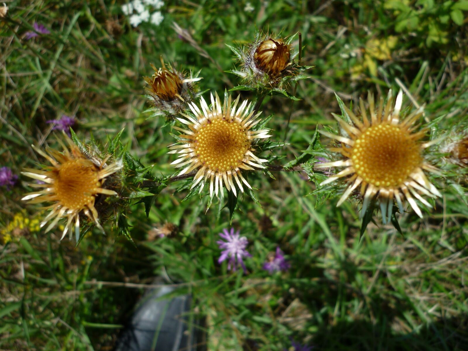 Panasonic Lumix DMC-FS6 sample photo. Thistle, blossom, bloom photography