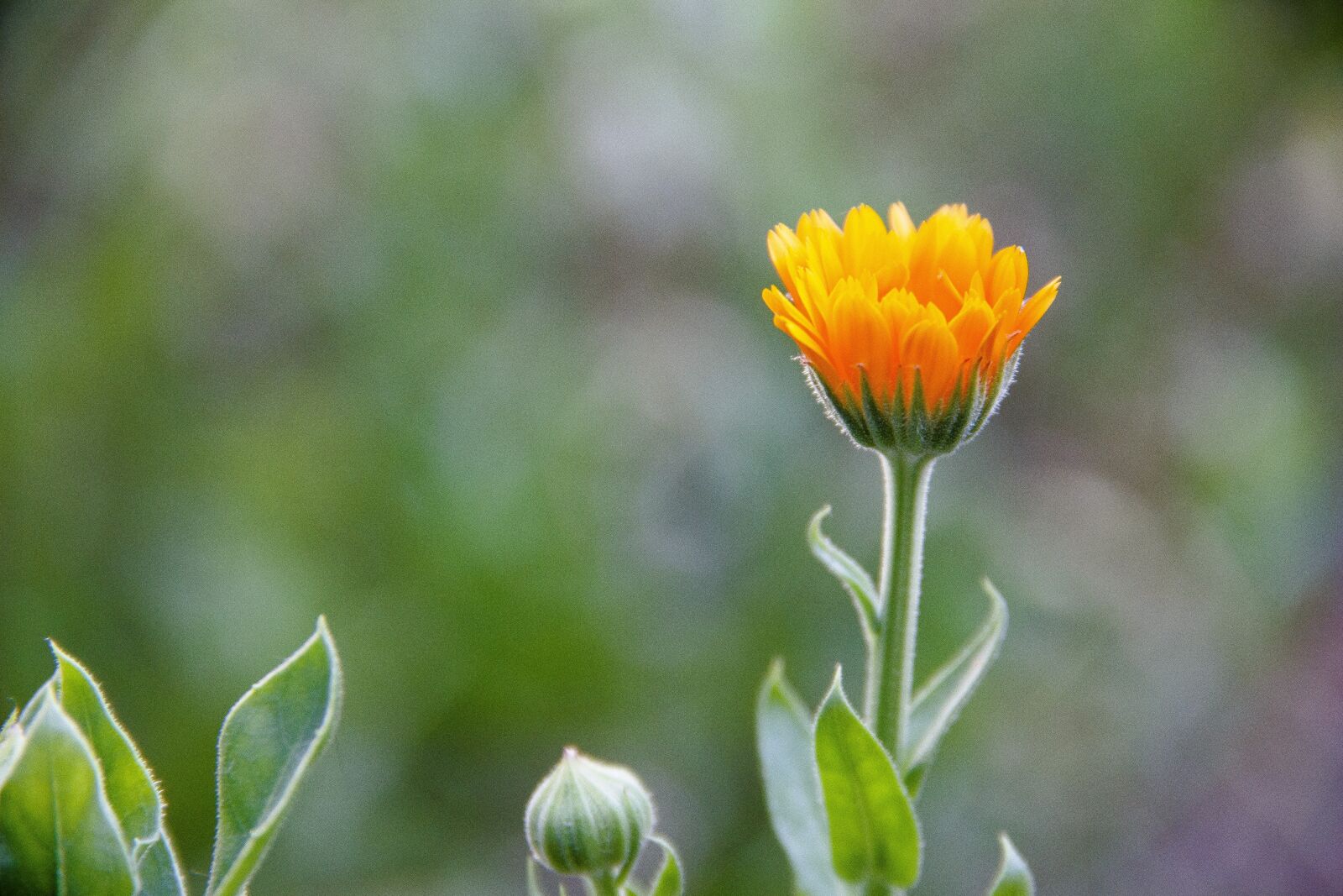 Canon EOS 650D (EOS Rebel T4i / EOS Kiss X6i) sample photo. Flower, orange, bloom photography