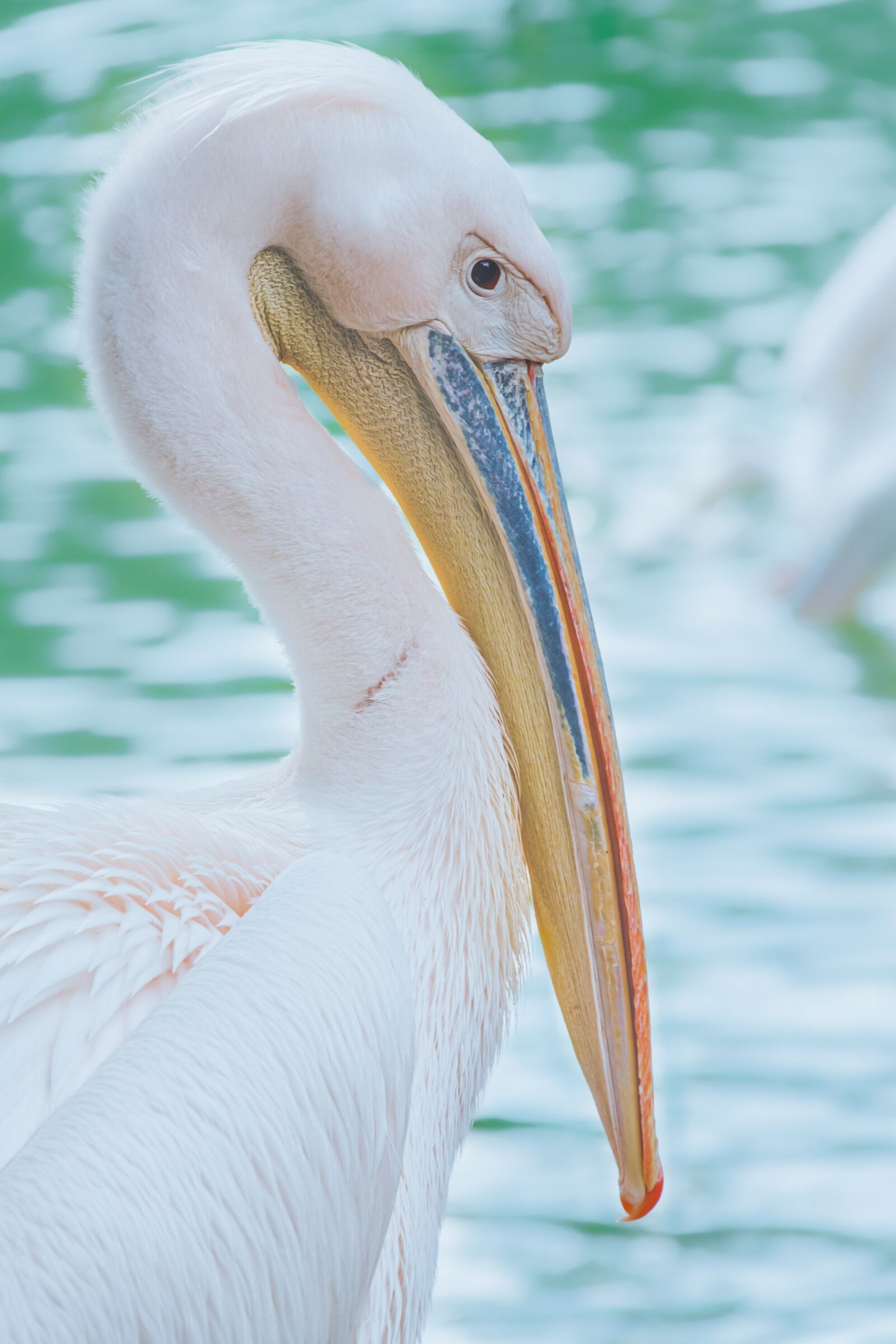 DT 18-300mm F3.5-6.3 sample photo. Bird, pelican, animal photography