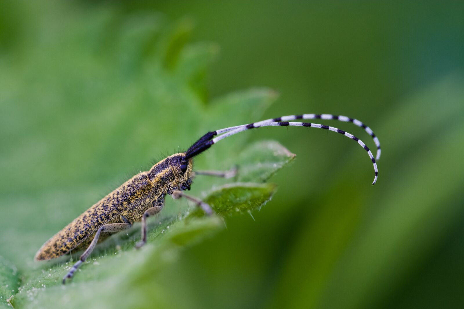 Nikon D7100 sample photo. Thistle bock, beetle, insect photography
