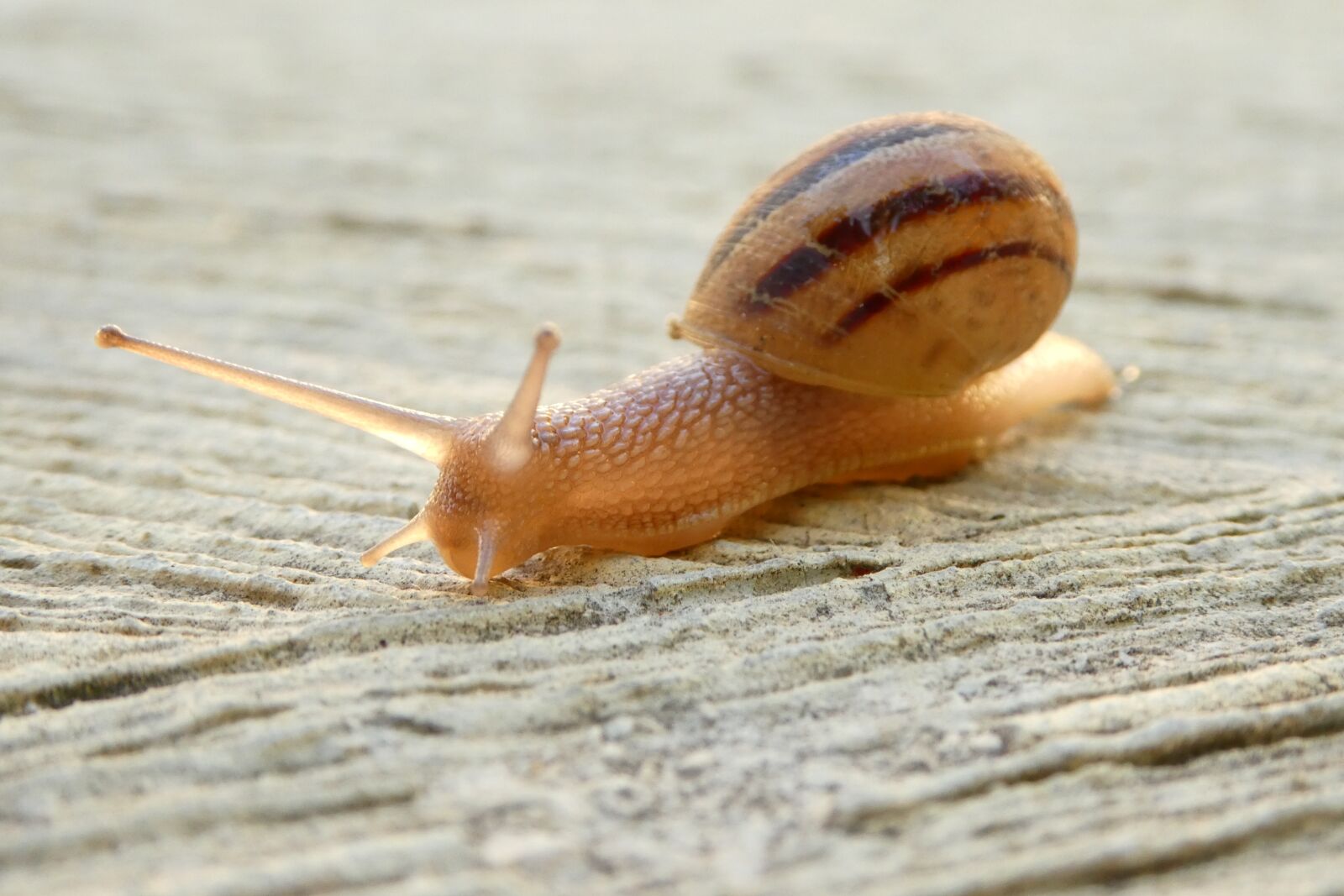 Panasonic DMC-TZ81 sample photo. Snail, shell, close up photography