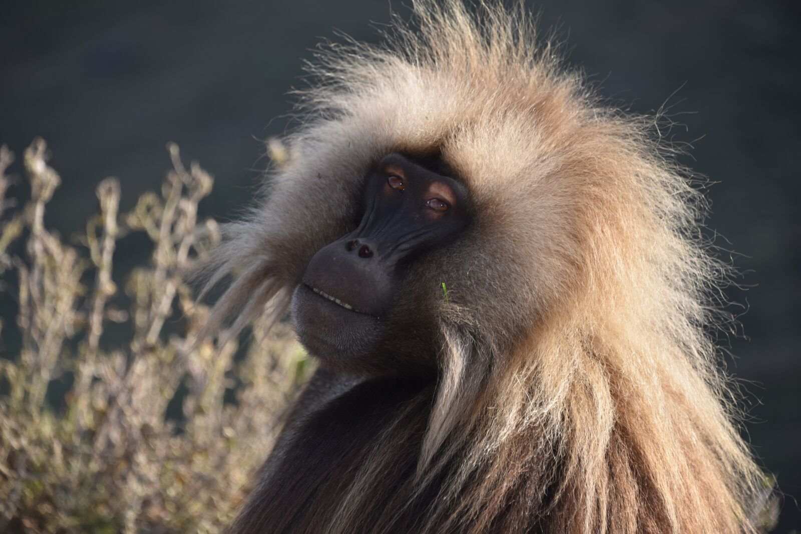 Nikon D750 sample photo. Ethiopia, male, gelada photography