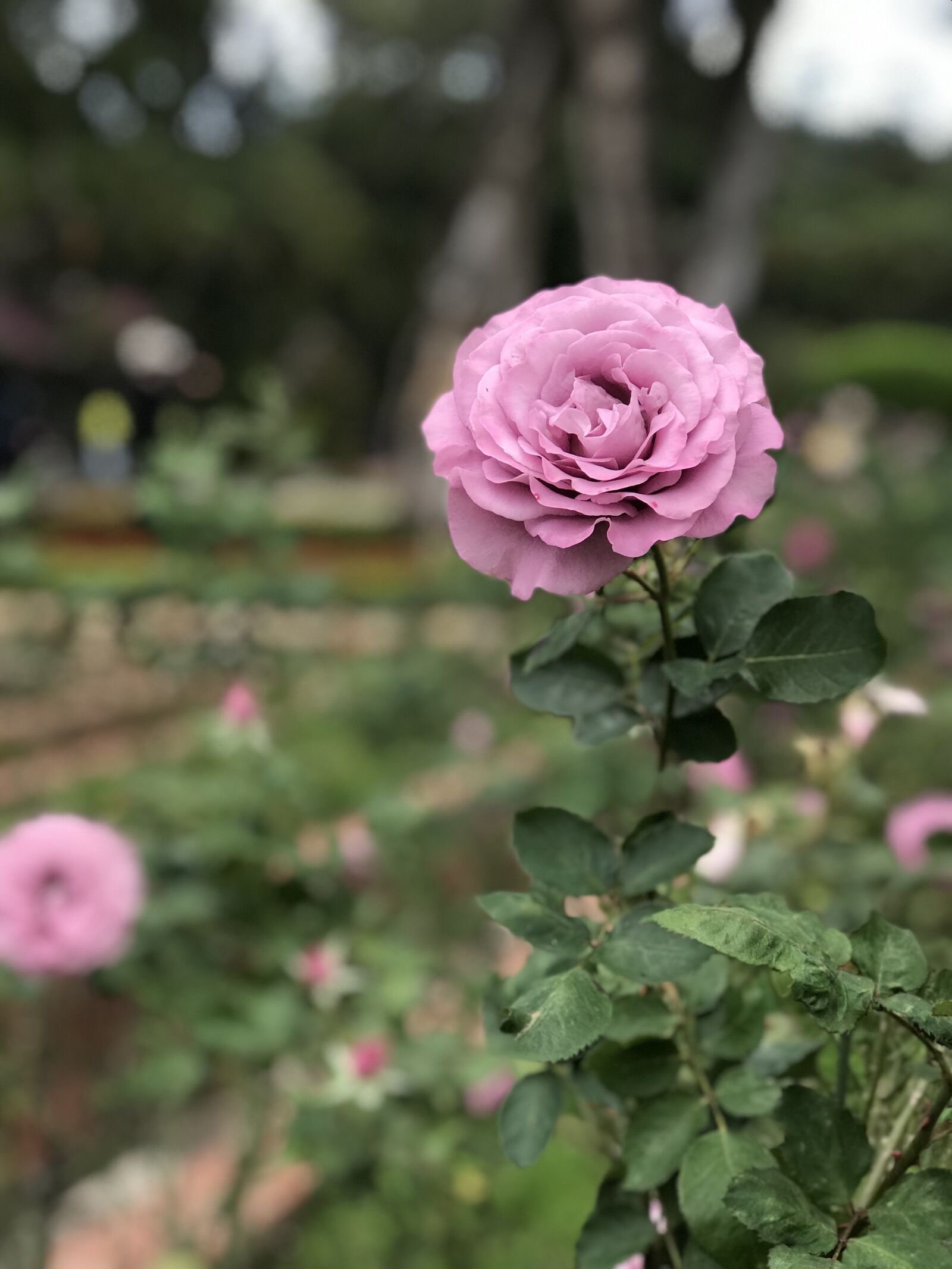 iPhone 7 Plus back dual camera 6.6mm f/2.8 sample photo. Botanical garden, flower, pink photography