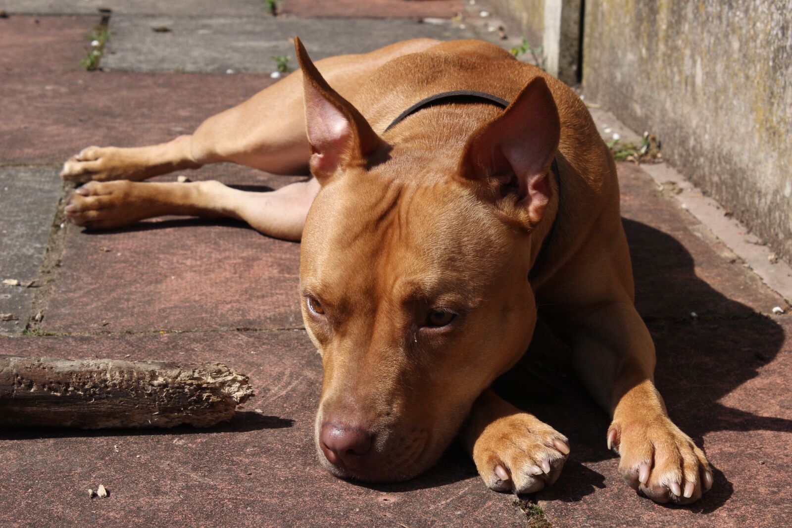 Canon EOS 600D (Rebel EOS T3i / EOS Kiss X5) sample photo. Dog, pet, breed photography