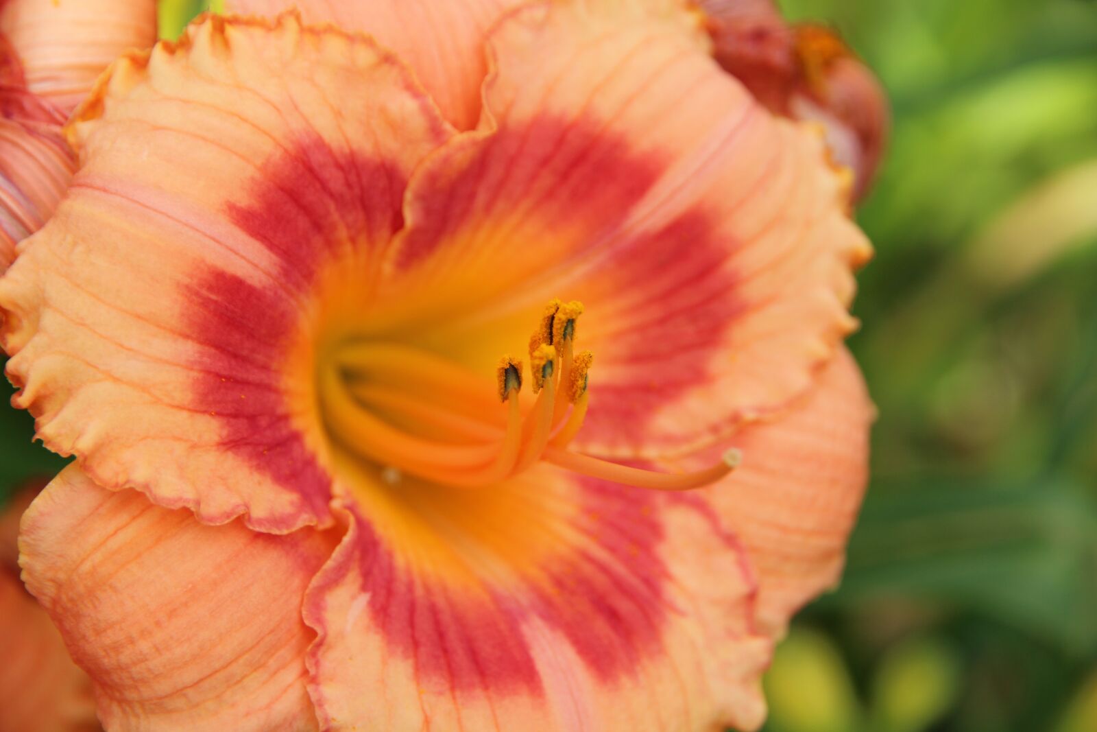 Canon EOS 650D (EOS Rebel T4i / EOS Kiss X6i) sample photo. Day-lily, flower, salmon photography