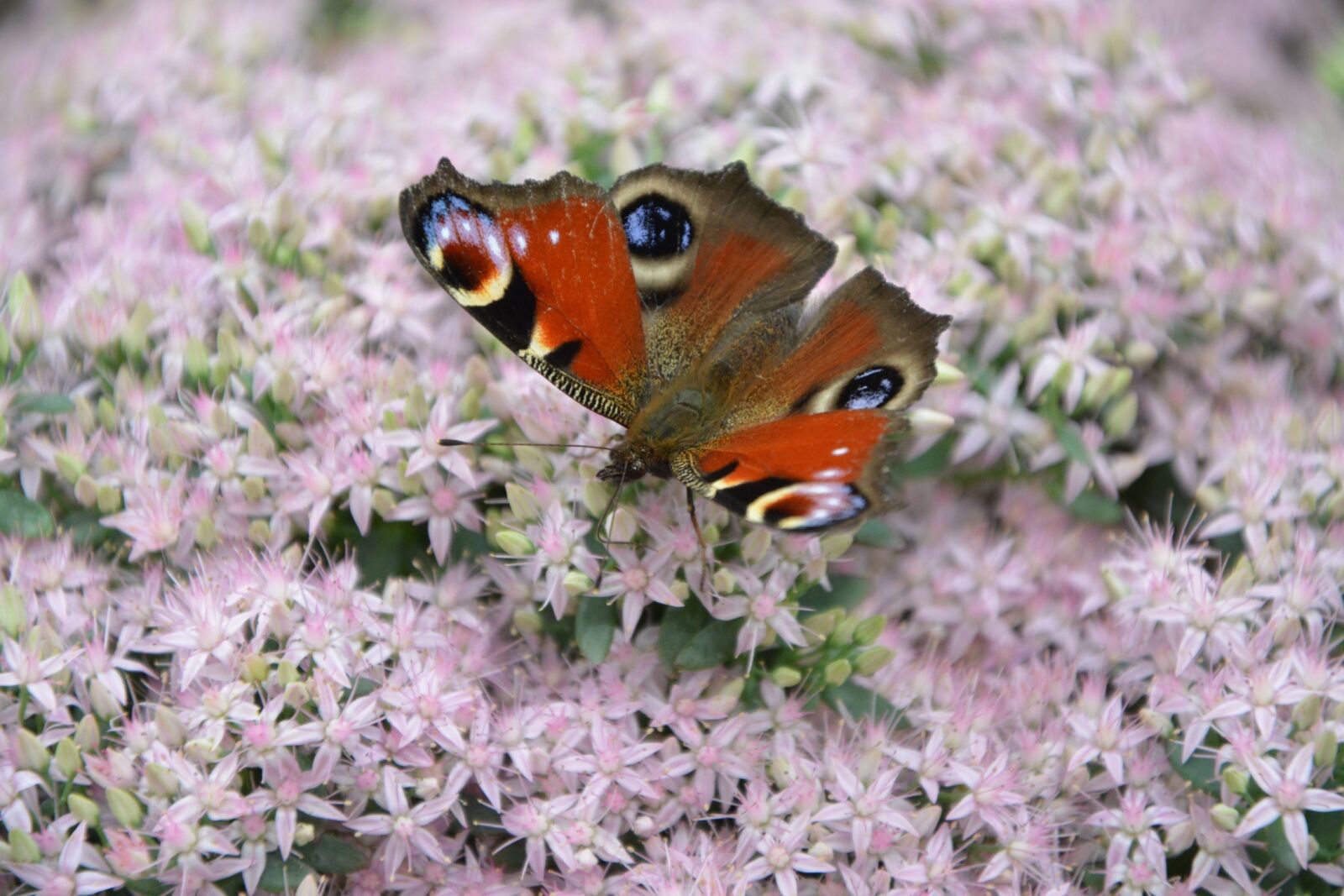 Nikon D5200 sample photo. Butterfly, insect, garden photography