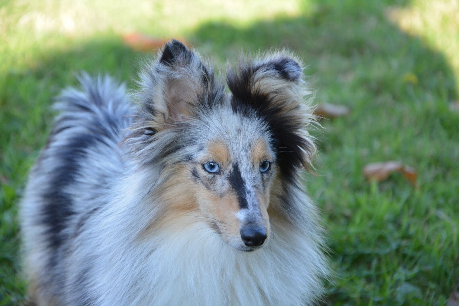 Nikon D5200 sample photo. Dog, bitch, bitch nobility photography