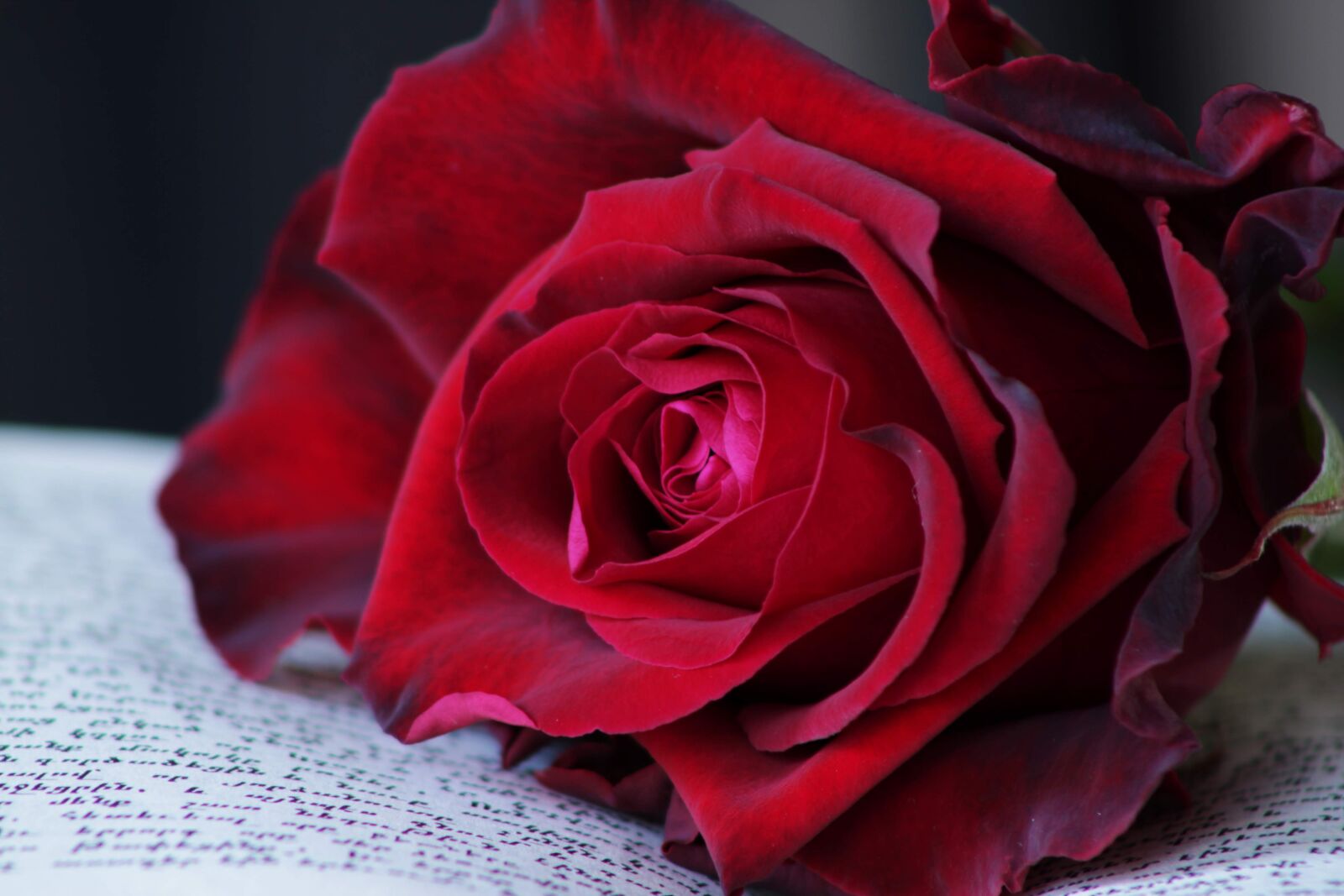Canon EOS 2000D (EOS Rebel T7 / EOS Kiss X90 / EOS 1500D) sample photo. Red rose, book, rose photography
