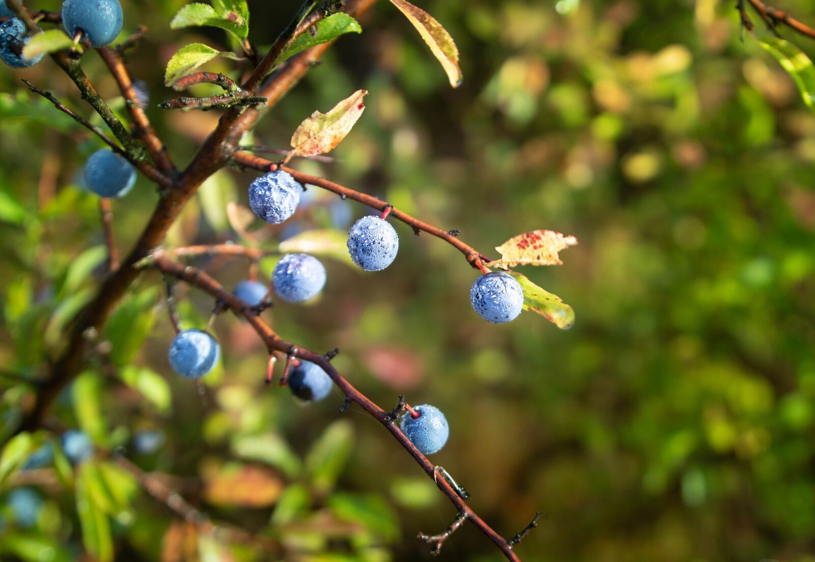 Canon 18-35mm F1.8 DC HSM | Art 013 sample photo. Spring, plant, tree photography