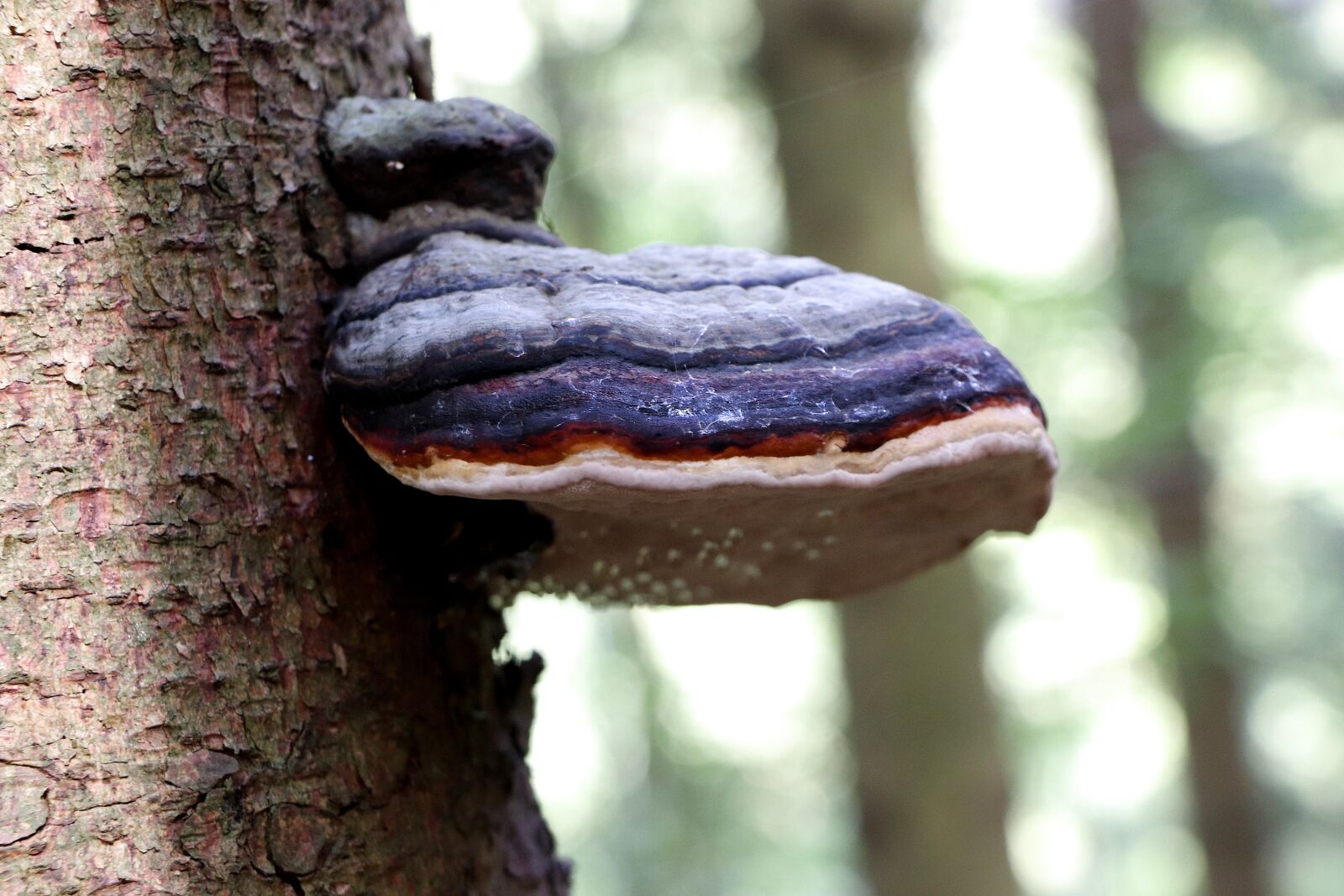 Canon EOS 77D (EOS 9000D / EOS 770D) + Canon EF-S 18-135mm F3.5-5.6 IS STM sample photo. Tree fungus, mushroom, log photography