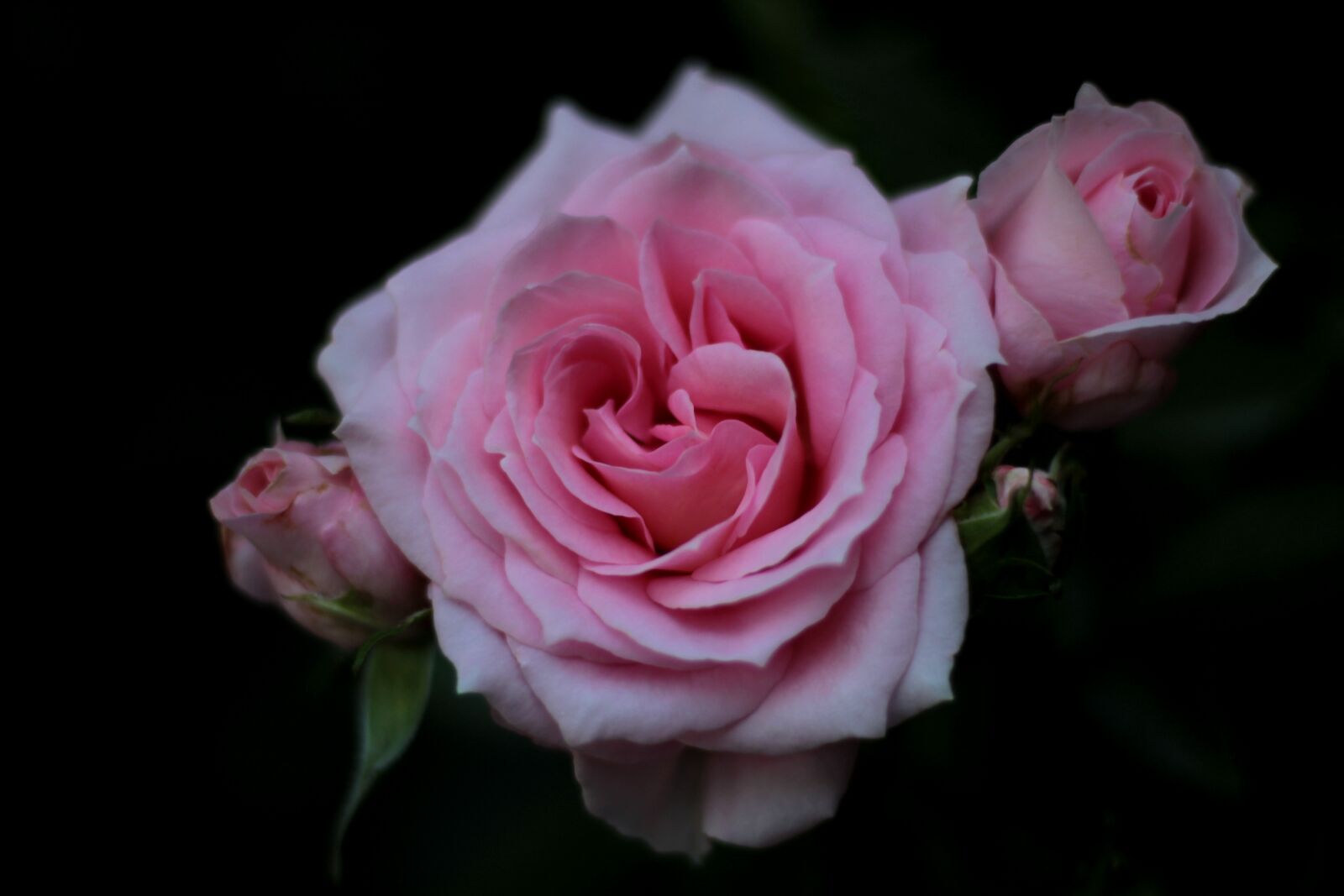 Canon EOS 600D (Rebel EOS T3i / EOS Kiss X5) sample photo. Rosa ' the fairy photography