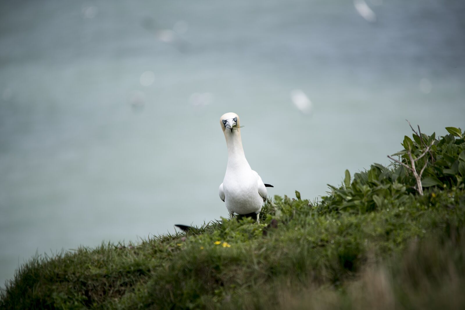 Nikon D750 sample photo. Gannet, seabird, wildlife photography