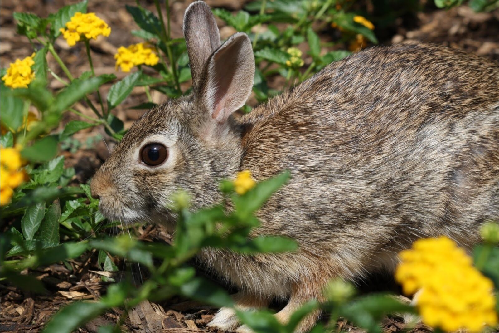 Canon EOS 1000D (EOS Digital Rebel XS / EOS Kiss F) sample photo. Nature, cute, little photography