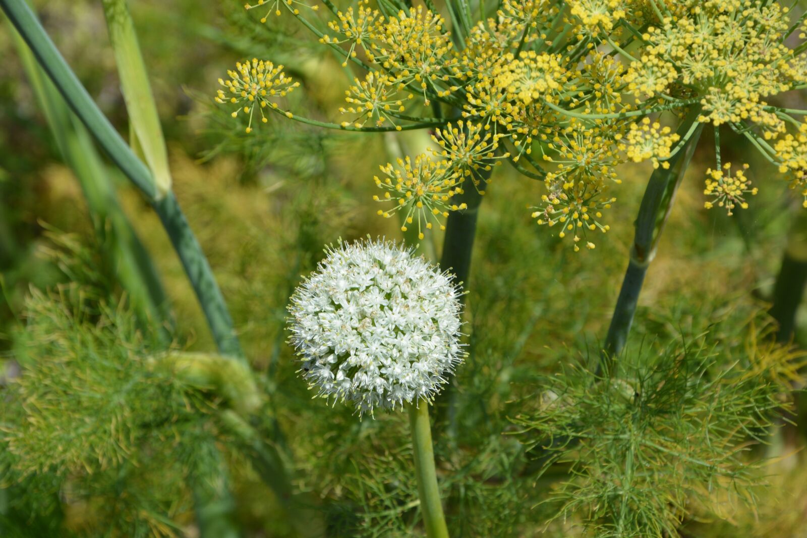 Nikon D5200 sample photo. White flowers, nature, massif photography