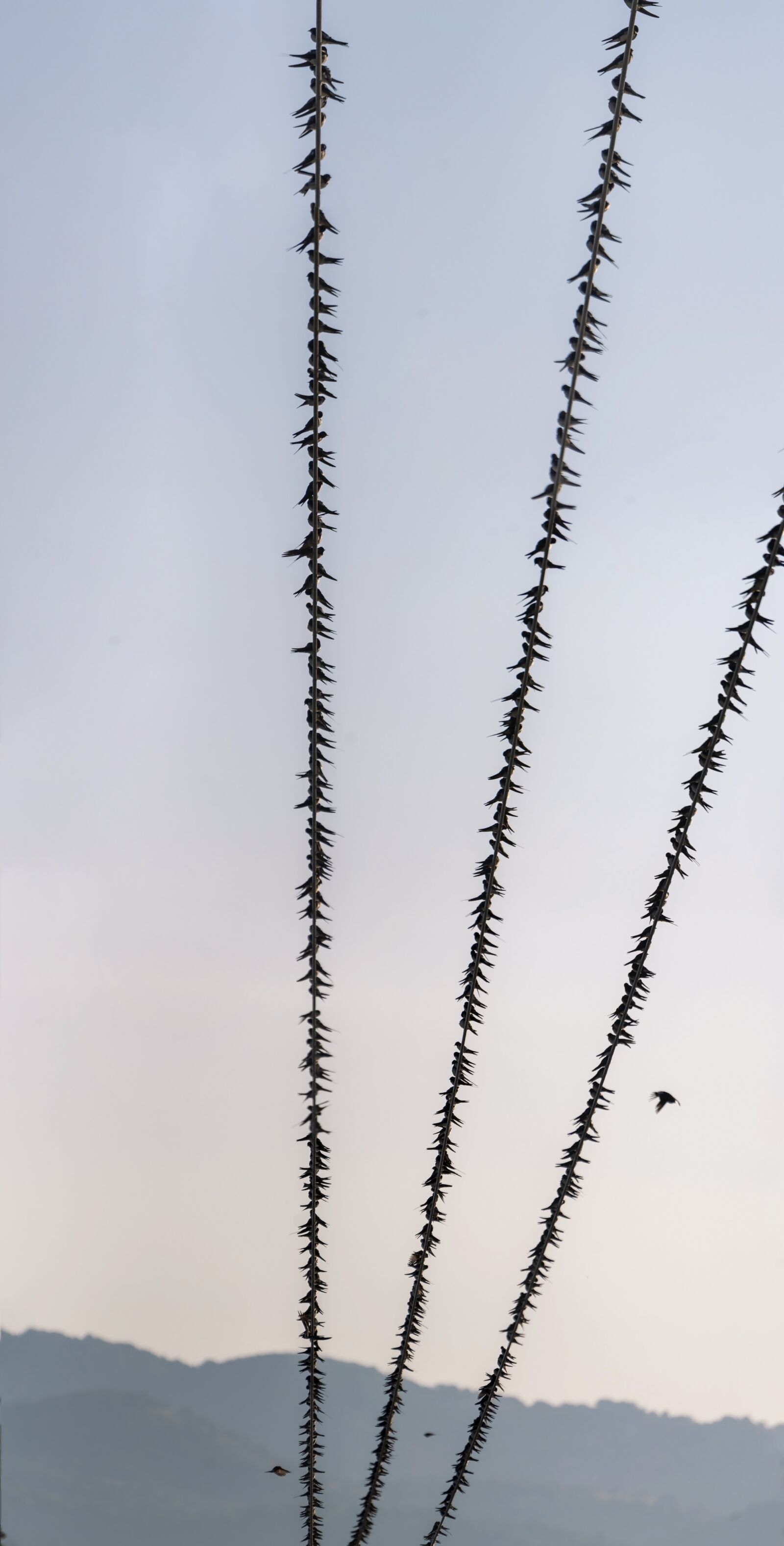 Nikon D750 sample photo. Swallows, birds, migration photography