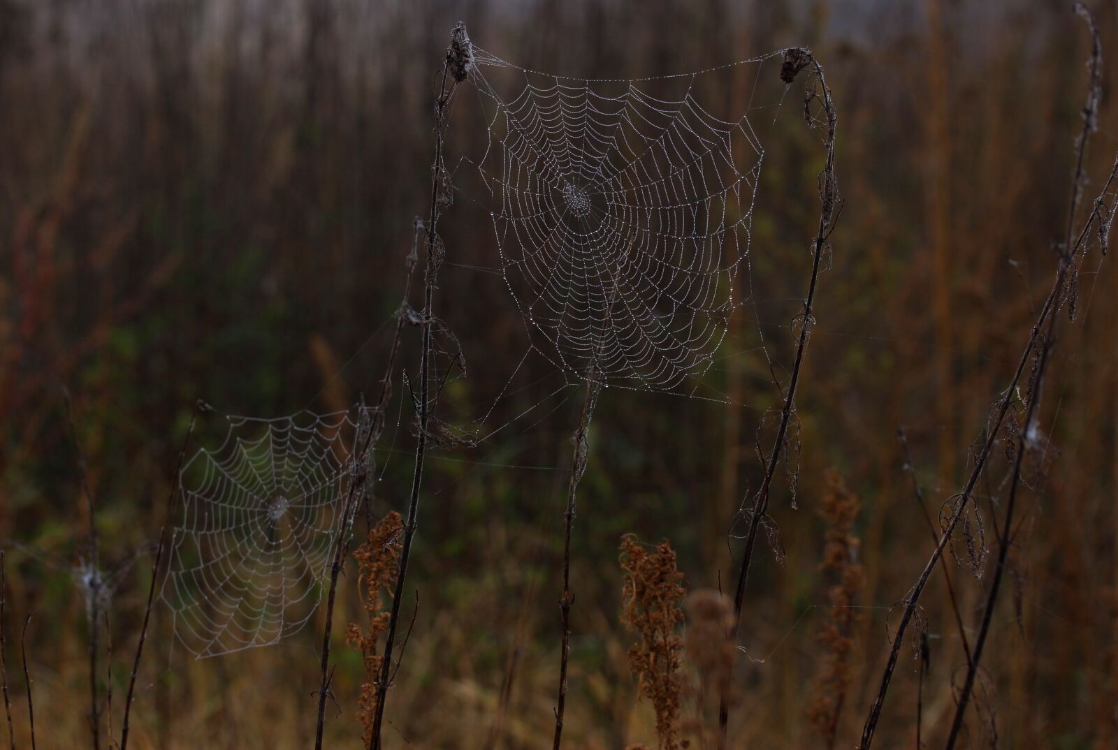 Canon EF-S 60mm F2.8 Macro USM sample photo. Spider web, wet, hooked photography